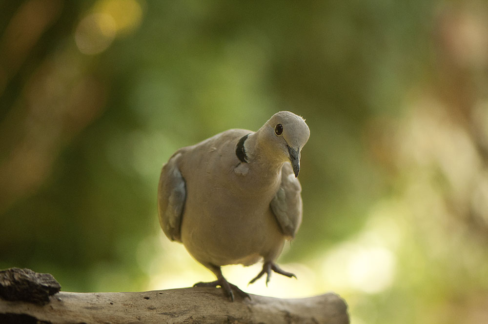 Zozó a Down-szindrómás fotós