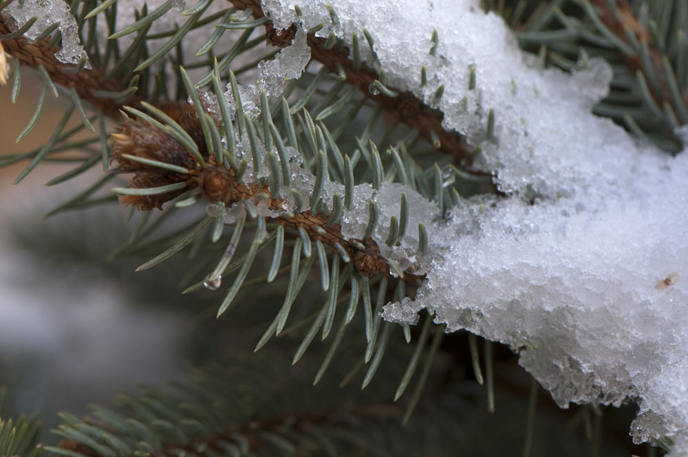 Zozó a Down-szindrómás fotós