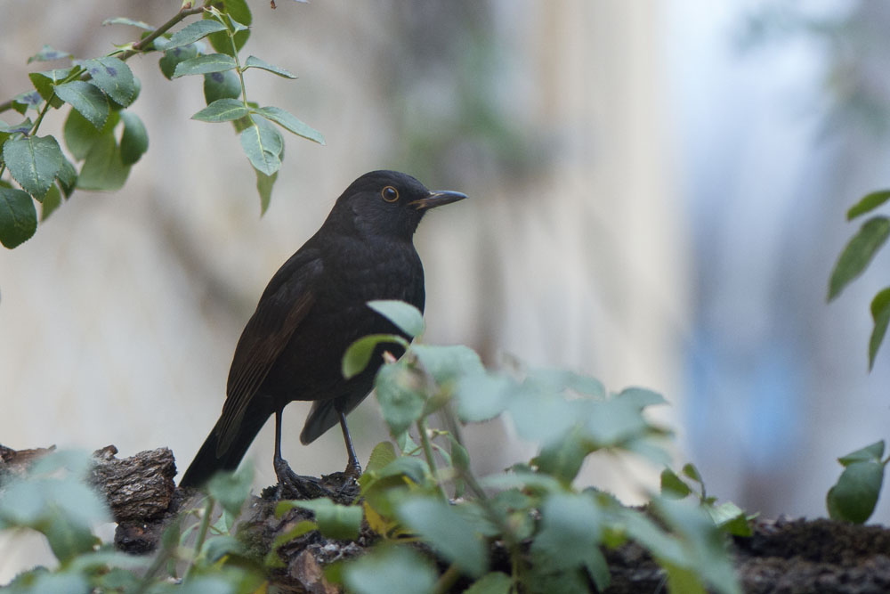Zozó a Down-szindrómás fotós