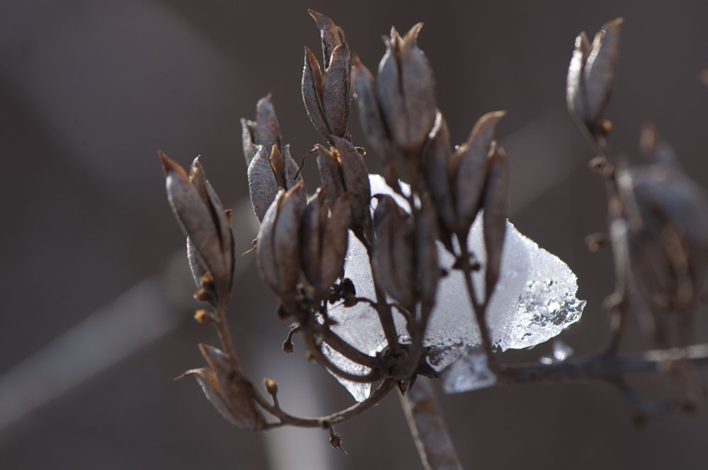 Zozó a Down-szindrómás fotós