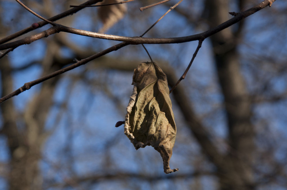 Zozó a Down-szindrómás fotós