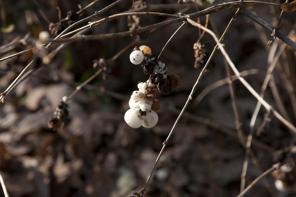 Zozó a Down-szindrómás fotós