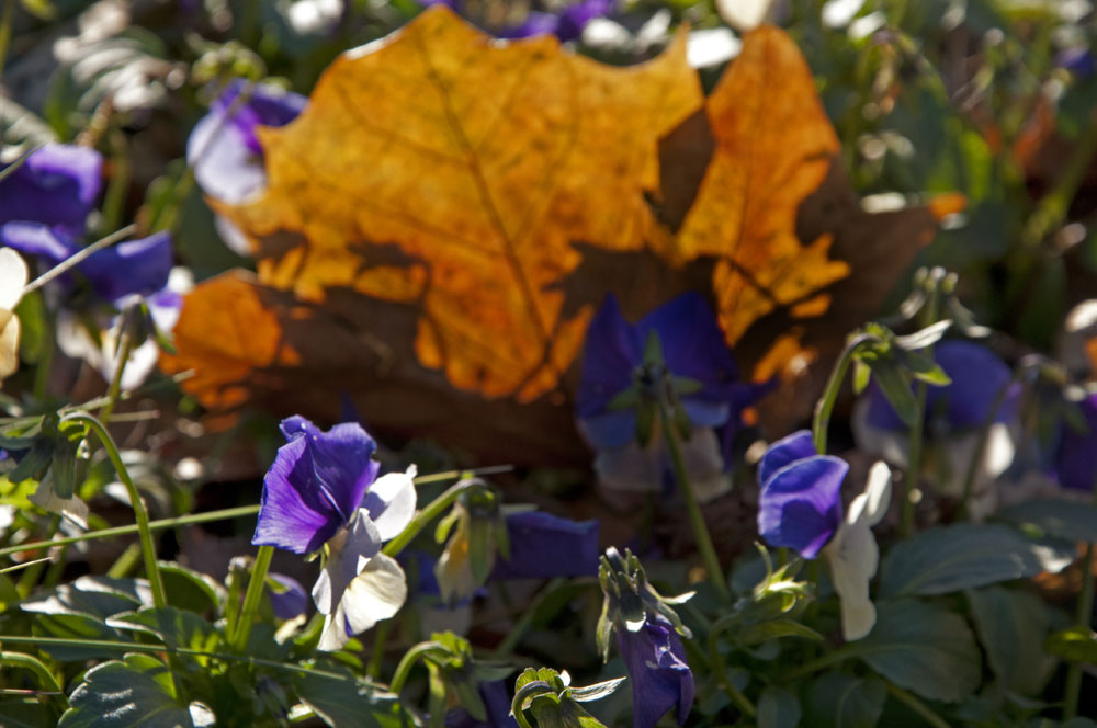 Zozó a Down-szindrómás fotós