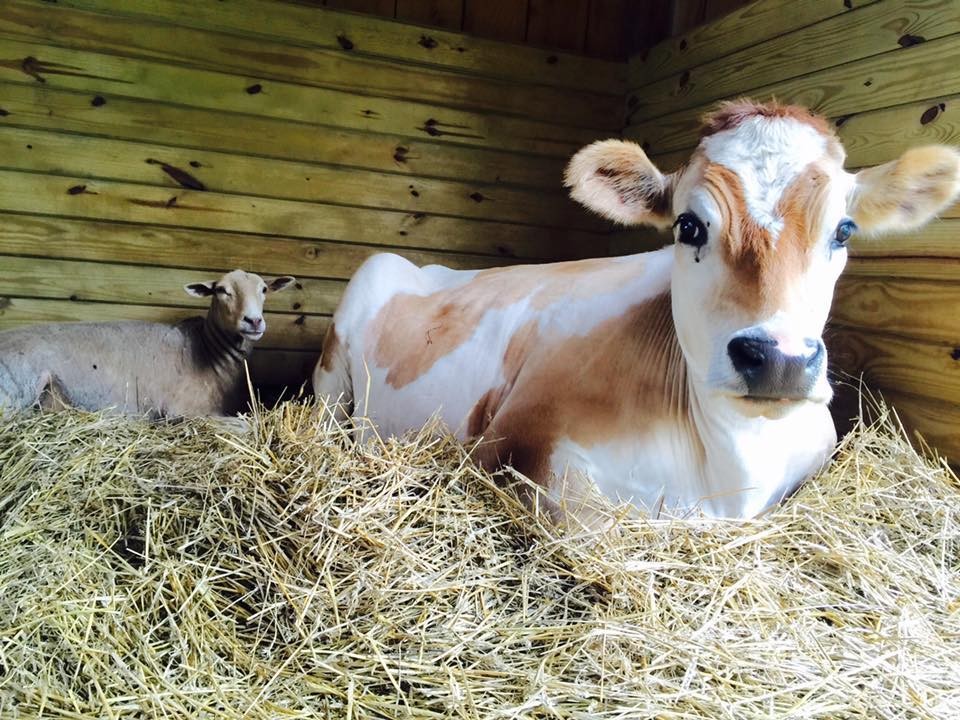 Napi cuki: imád megmentőjével bújócskázni ez a boci - videó