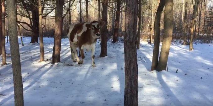 Napi cuki: imád megmentőjével bújócskázni ez a boci - videó