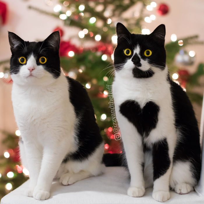 Szívecskemintás bundája van a világ legcukibb cicájának Szívecskemintás bundája van a világ legcukibb cicájának