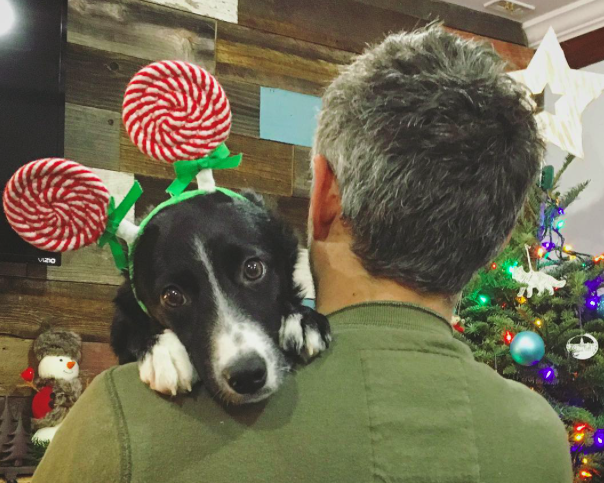 10 kutya, aki nagyon szomorú, hogy véget ért a karácsony - vicces fotók 10 kutya, aki nagyon szomorú, hogy véget ért a karácsony - vicces fotók