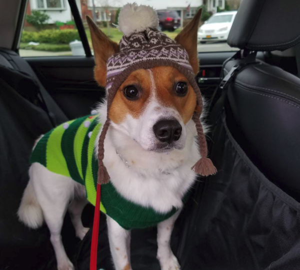 10 kutya, aki nagyon szomorú, hogy véget ért a karácsony - vicces fotók 10 kutya, aki nagyon szomorú, hogy véget ért a karácsony - vicces fotók