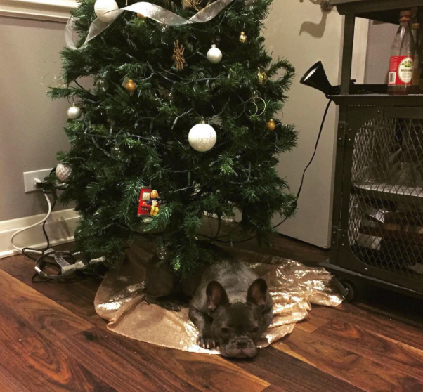 10 kutya, aki nagyon szomorú, hogy véget ért a karácsony - vicces fotók 10 kutya, aki nagyon szomorú, hogy véget ért a karácsony - vicces fotók