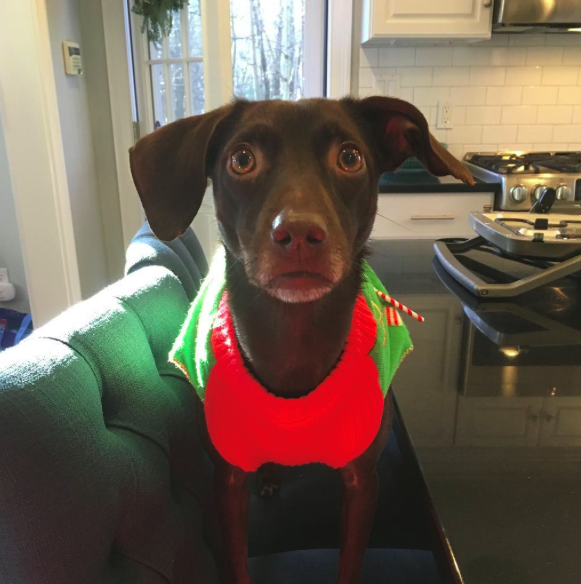 10 kutya, aki nagyon szomorú, hogy véget ért a karácsony - vicces fotók 10 kutya, aki nagyon szomorú, hogy véget ért a karácsony - vicces fotók