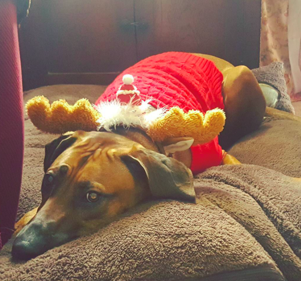 10 kutya, aki nagyon szomorú, hogy véget ért a karácsony - vicces fotók 10 kutya, aki nagyon szomorú, hogy véget ért a karácsony - vicces fotók