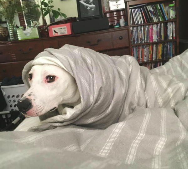 10 kutya, aki nagyon szomorú, hogy véget ért a karácsony - vicces fotók 10 kutya, aki nagyon szomorú, hogy véget ért a karácsony - vicces fotók