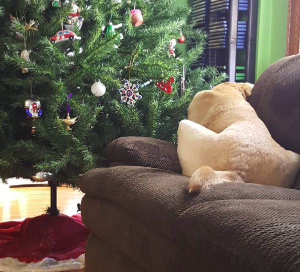 10 kutya, aki nagyon szomorú, hogy véget ért a karácsony - vicces fotók 10 kutya, aki nagyon szomorú, hogy véget ért a karácsony - vicces fotók