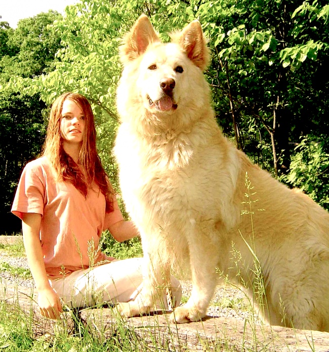 Vicces fotók: 10 hatalmas kutya, aki alig fér be a házba