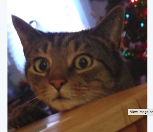 Vicces fotó: így néz a macska, akit lopáson kapnak