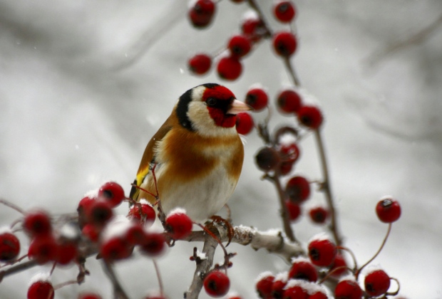 2017 év madara a tengelic (fotó: 