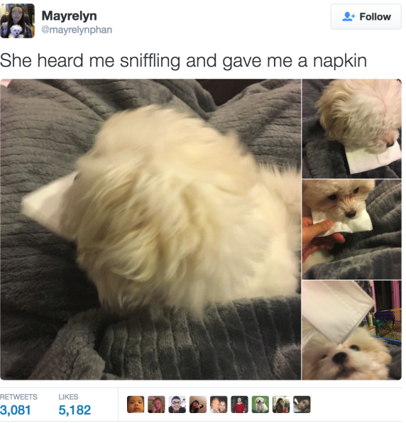 A világ legcukibb kutyája zsebkendőt vitt síró gazdájának