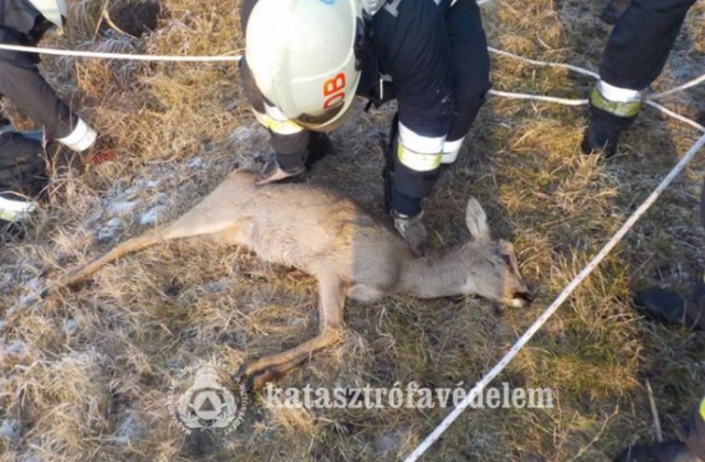 A tó jegéről mentették ki az őzet a tűzoltók - fotók A tó jegéről mentették ki az őzet a tűzoltók - fotók