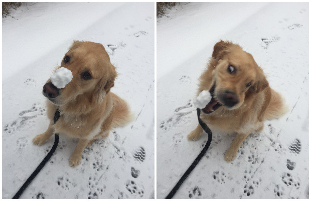 10 tüneményes kutya, akiktől elhiszed, hogy 2017 jó év lesz! 10 tüneményes kutya, akiktől elhiszed, hogy 2017 jó év lesz!