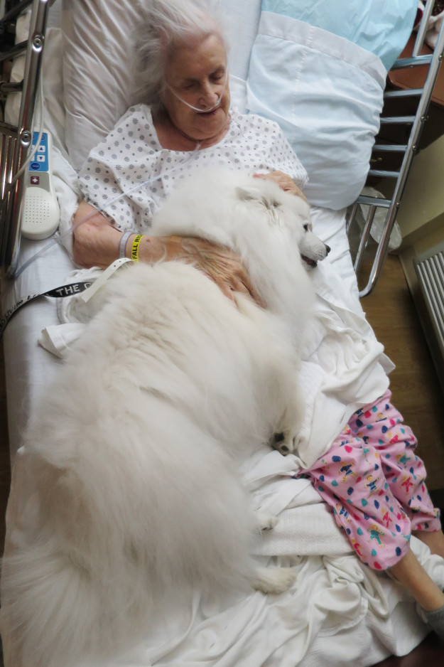 10 tüneményes kutya, akiktől elhiszed, hogy 2017 jó év lesz! 10 tüneményes kutya, akiktől elhiszed, hogy 2017 jó év lesz!