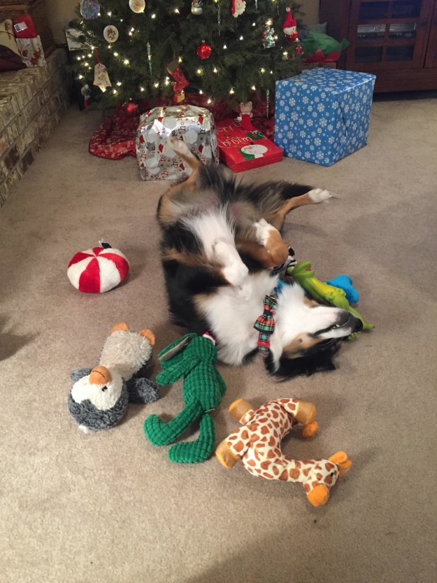 10 tüneményes kutya, akiktől elhiszed, hogy 2017 jó év lesz! 10 tüneményes kutya, akiktől elhiszed, hogy 2017 jó év lesz!