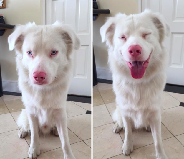 10 tüneményes kutya, akiktől elhiszed, hogy 2017 jó év lesz! 10 tüneményes kutya, akiktől elhiszed, hogy 2017 jó év lesz!