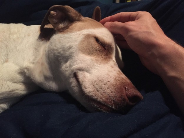 10 tüneményes kutya, akiktől elhiszed, hogy 2017 jó év lesz! 10 tüneményes kutya, akiktől elhiszed, hogy 2017 jó év lesz!