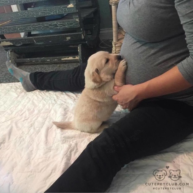 10 tüneményes kutya, akiktől elhiszed, hogy 2017 jó év lesz! 10 tüneményes kutya, akiktől elhiszed, hogy 2017 jó év lesz!