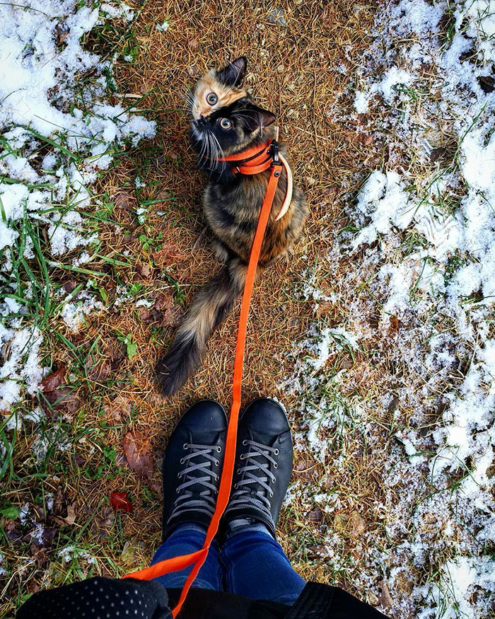 A te szívedet is elrabolja a felemás bundájú cica - cuki fotók