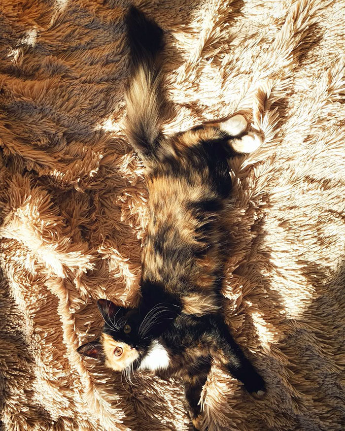 A te szívedet is elrabolja a felemás bundájú cica - cuki fotók