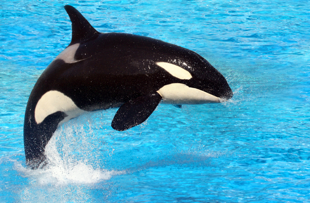 Véget vetnek a kardszárnyú delfinek kínzásának Kaliforniában