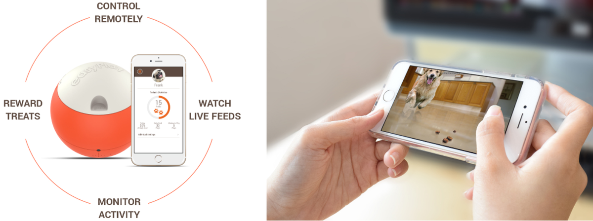 Robot játszhat a kutyáddal, amíg nem vagy otthon