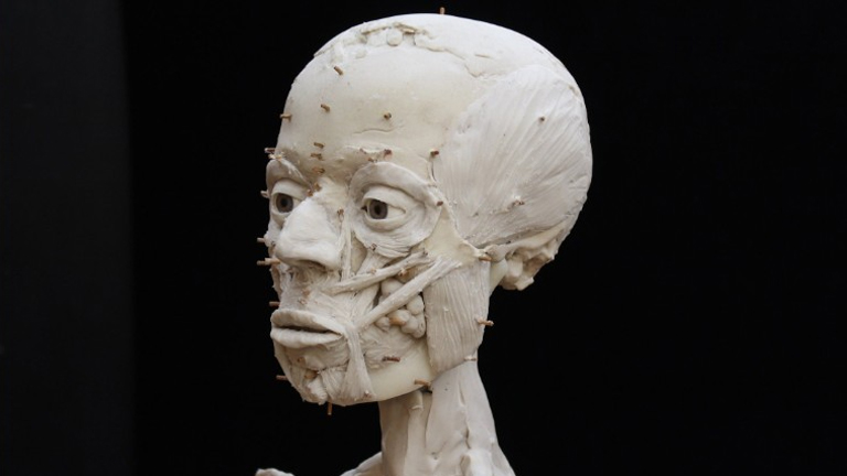 A rekonstrukció egyik fázisában az arcizmok kerülnek a helyére (Fotó: British Museum)