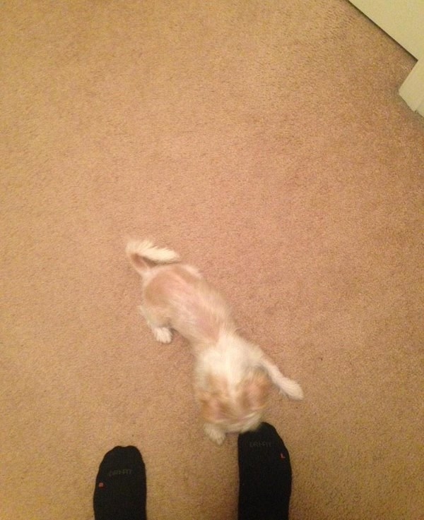 8 dolog, amit csak az érthet meg, akinek kicsi kutyája van