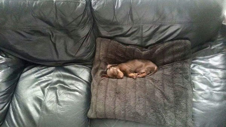 8 dolog, amit csak az érthet meg, akinek kicsi kutyája van