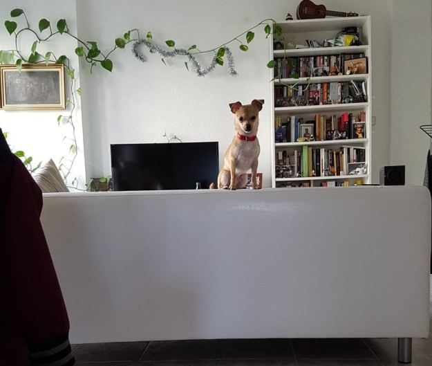 8 dolog, amit csak az érthet meg, akinek kicsi kutyája van