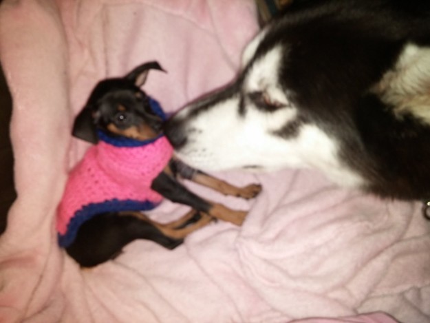 8 dolog, amit csak az érthet meg, akinek kicsi kutyája van