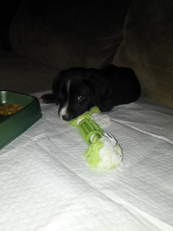 8 dolog, amit csak az érthet meg, akinek kicsi kutyája van