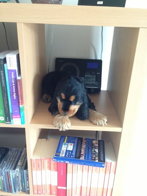 8 dolog, amit csak az érthet meg, akinek kicsi kutyája van