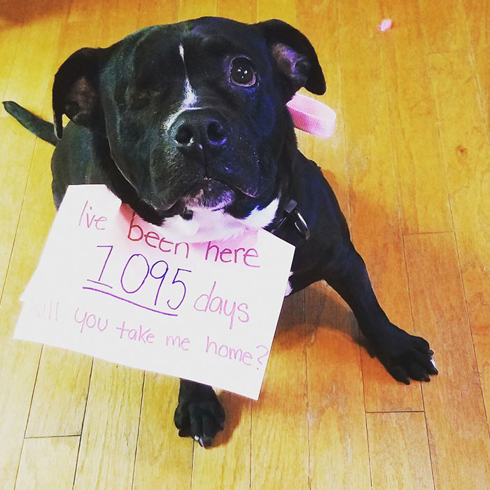 Otthonra talált a félszemű pitbull, aki fél életét menhelyen töltötte Otthonra talált a félszemű pitbull, aki fél életét menhelyen töltötte