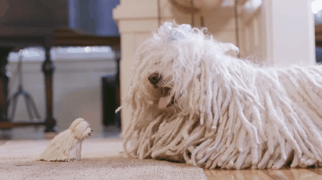 Mark Zuckerberg magyar kutyája menő kis szobrot kapott