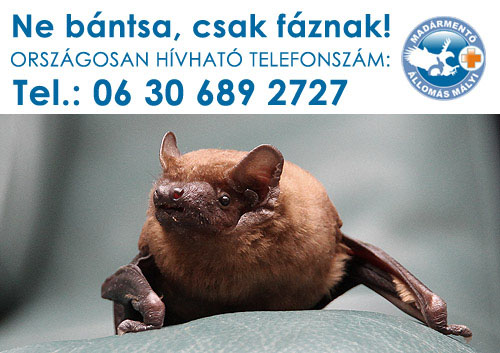 Te is segíthetsz denevért menteni, mutatjuk hogyan!