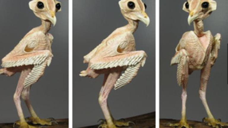 Véged van, megőrülsz: így néz ki egy bagoly tollak nélkül