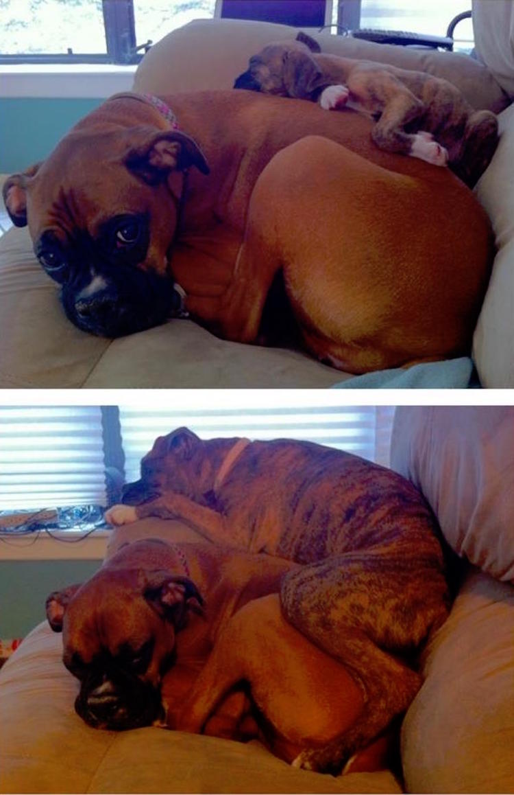 10 kutya, akik nem is tudják, milyen hatalmasra nőttek