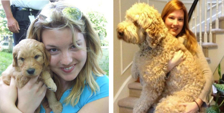 10 kutya, akik nem is tudják, milyen hatalmasra nőttek