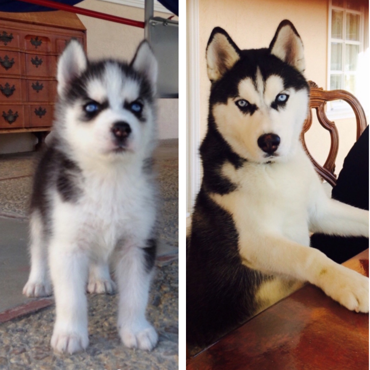 10 kutya, akik nem is tudják, milyen hatalmasra nőttek