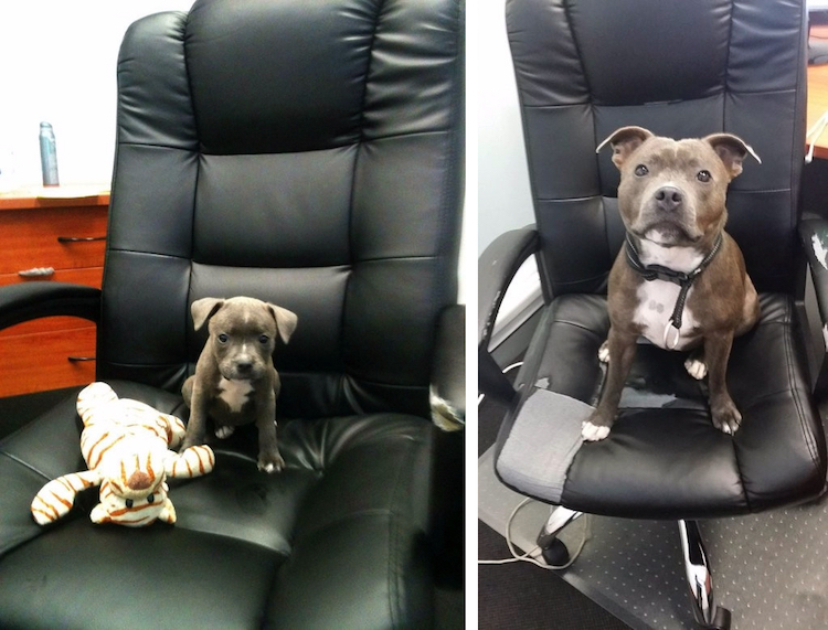 10 kutya, akik nem is tudják, milyen hatalmasra nőttek