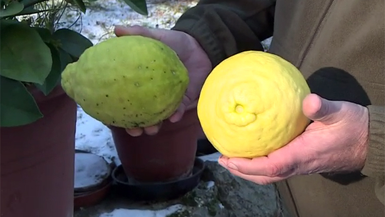 Az óriáscitromok Dávid János kezében (Fotó: Kapos.hu)