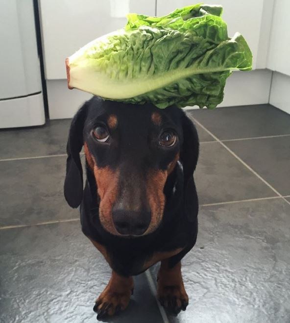 Egyetlen trükköt ismer ez a tacskó, de azzal levesz a lábadról!