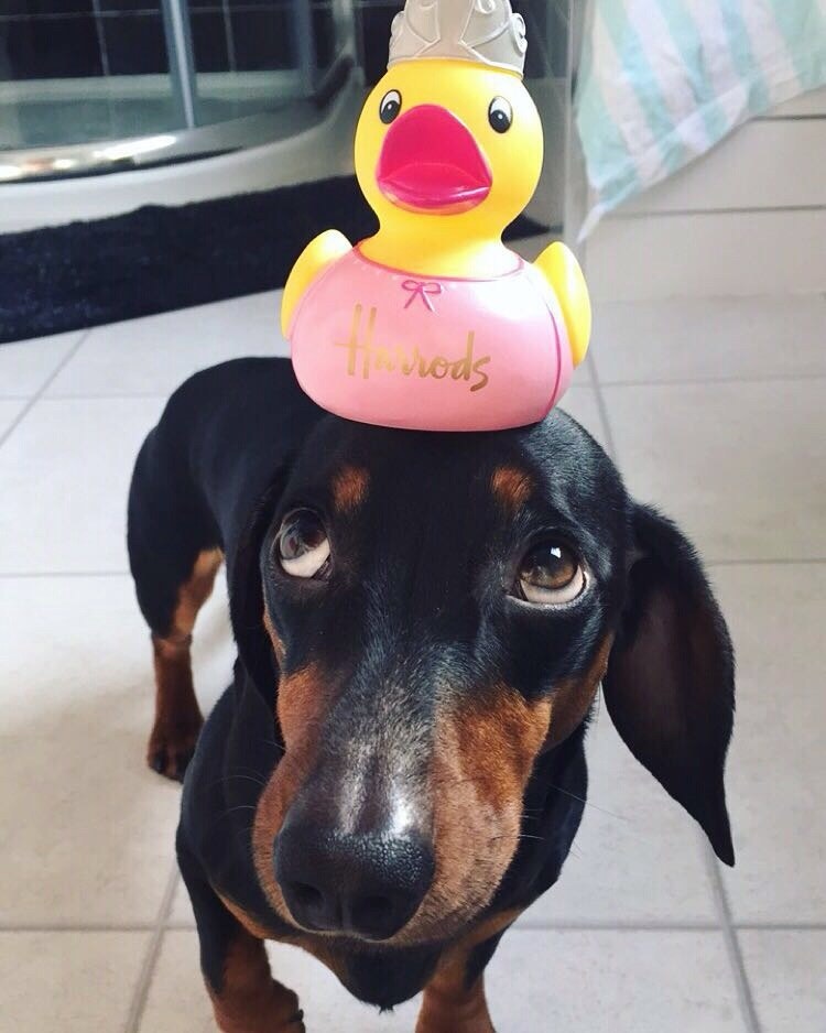 Egyetlen trükköt ismer ez a tacskó, de azzal levesz a lábadról!